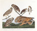 Sowa z norami - John James Audubon — widok dzieła