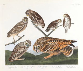 Sowa z norami - John James Audubon — widok dzieła