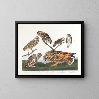 Sowa z norami - John James Audubon — oprawiony obraz na ścianie