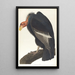 Vautour de Californie - John James Audubon — oprawiony obraz na ścianie