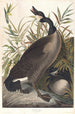 Bernache du Canada - John James Audubon — widok dzieła