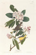 Paruline du Canada - John James Audubon — widok dzieła