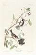 Mésange du Canada - John James Audubon — widok dzieła