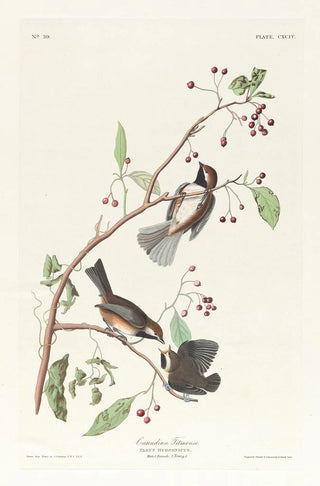 John James Audubon - Canadian titmouse.webp