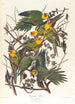 Papuga Caroline - John James Audubon — widok dzieła