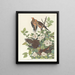 Turkawka z Caroliny - John James Audubon — oprawiony obraz na ścianie