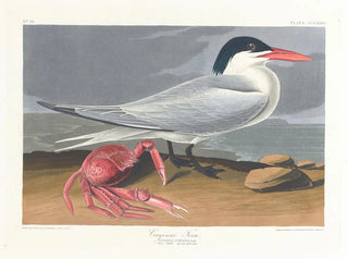 Cayenne matowy - John James Audubon — widok dzieła