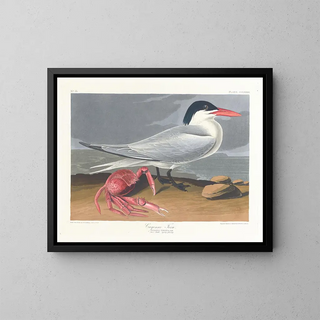 Cayenne matowy - John James Audubon — oprawiony obraz na ścianie