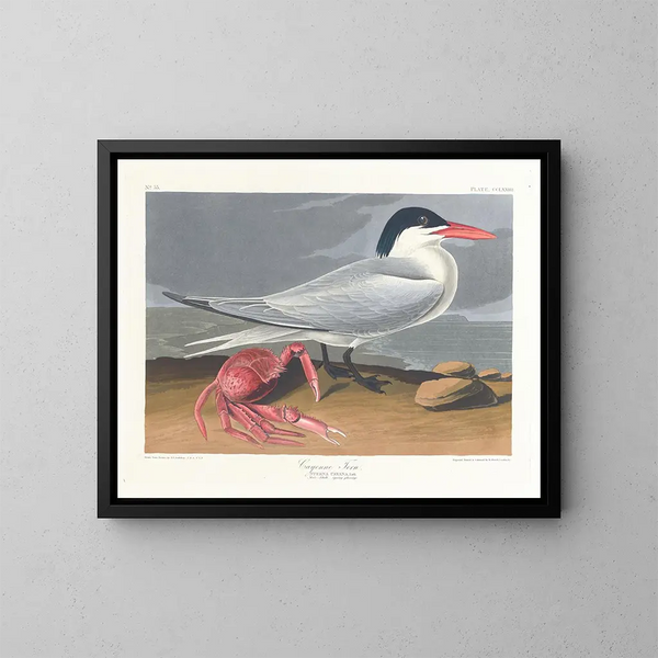 Cayenne matowy - John James Audubon — oprawiony obraz na ścianie