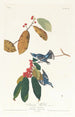 Paruline azurée - John James Audubon — widok dzieła