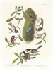 Mésange à dos marron Mésange à tête noire Mésange à couronne marron - John James Audubon — widok dzieła