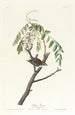 Bruant familier - John James Audubon — widok dzieła
