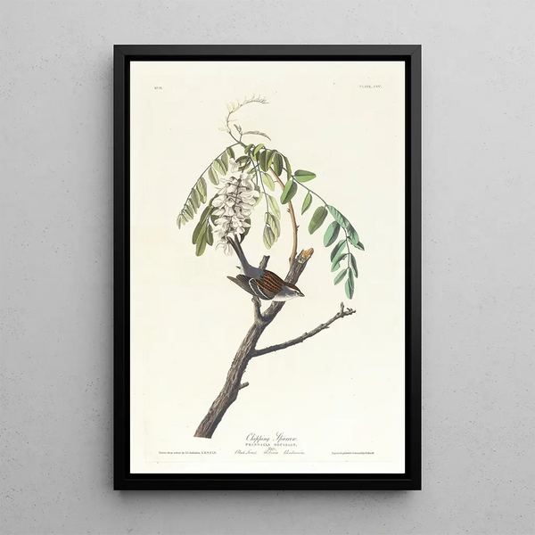 John James Audubon - Chipping sparrow.webp