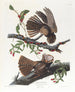 La veuve de Chuck Wills - John James Audubon — widok dzieła