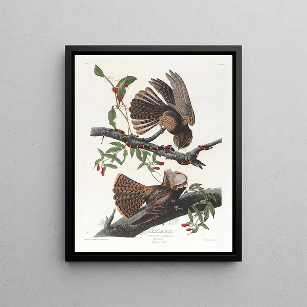 John James Audubon - Chuck wills widow.webp