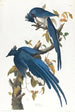 Geai de Colombie - John James Audubon — widok dzieła