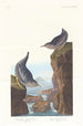 Cincle plongeur de Colombie - John James Audubon — widok dzieła