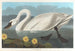 Cygne d'Amérique - John James Audubon — widok dzieła