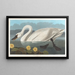 Cygne d'Amérique - John James Audubon — oprawiony obraz na ścianie
