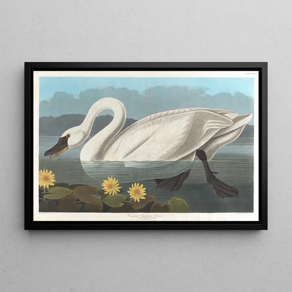 Cygne d'Amérique - John James Audubon — oprawiony obraz na ścianie