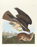 Buse variable - John James Audubon — widok dzieła
