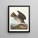 Buse variable - John James Audubon — oprawiony obraz na ścianie