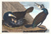 Wielki kormoran - John James Audubon — widok dzieła
