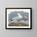Goéland cendré - John James Audubon — oprawiony obraz na ścianie