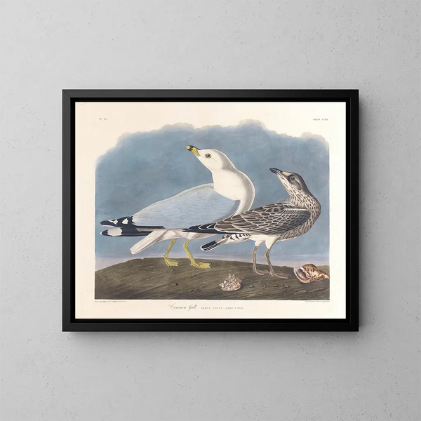 Goéland cendré - John James Audubon — oprawiony obraz na ścianie