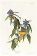 Paruline du Connecticut - John James Audubon — widok dzieła