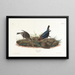 Vacher - John James Audubon — oprawiony obraz na ścianie