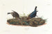 Vacher - John James Audubon — widok dzieła