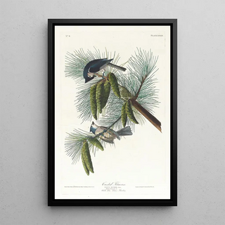 John James Audubon - Crested titmouse.webp