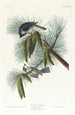 Mésange huppée - John James Audubon — widok dzieła