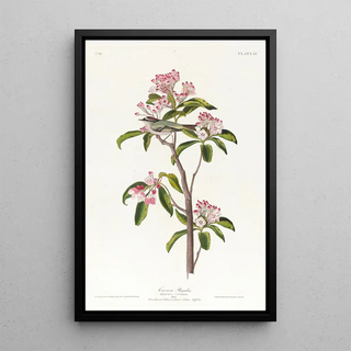 John James Audubon - Cuviers regulus.webp