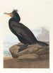 Cormoran z piórami - John James Audubon — widok dzieła
