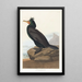 Cormoran z piórami - John James Audubon — oprawiony obraz na ścianie