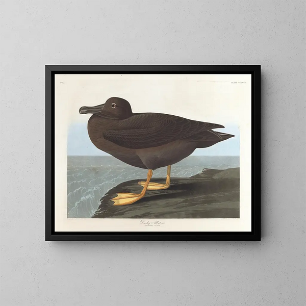 Albatros ciemny - John James Audubon — oprawiony obraz na ścianie