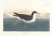Ptak ciemny - John James Audubon — widok dzieła