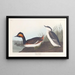 Czaplka czarno-gardłowa - John James Audubon — oprawiony obraz na ścianie