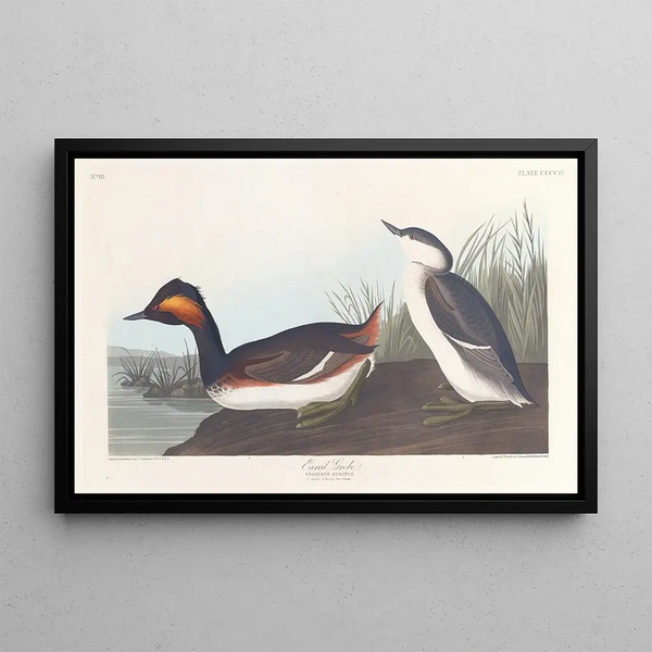 Czaplka czarno-gardłowa - John James Audubon — oprawiony obraz na ścianie