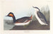 Czaplka czarno-gardłowa - John James Audubon — widok dzieła