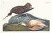 Kurlec Eskimoski - John James Audubon — widok dzieła