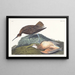 Kurlec Eskimoski - John James Audubon — oprawiony obraz na ścianie