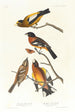 Gros-bec du soir, Gros-bec tacheté - John James Audubon — widok dzieła