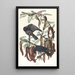 Kruk ryba - John James Audubon — oprawiony obraz na ścianie