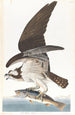 Balbuzard pêcheur - John James Audubon — widok dzieła