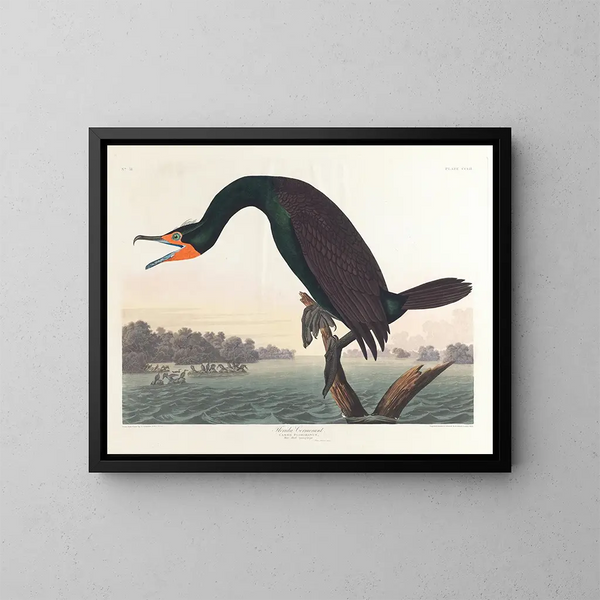 Cormoran de Floride - John James Audubon — oprawiony obraz na ścianie