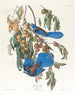 Geai de Floride - John James Audubon — widok dzieła