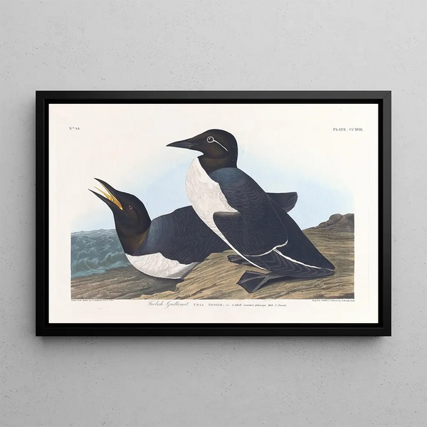 Guillemot insensé - John James Audubon — oprawiony obraz na ścianie